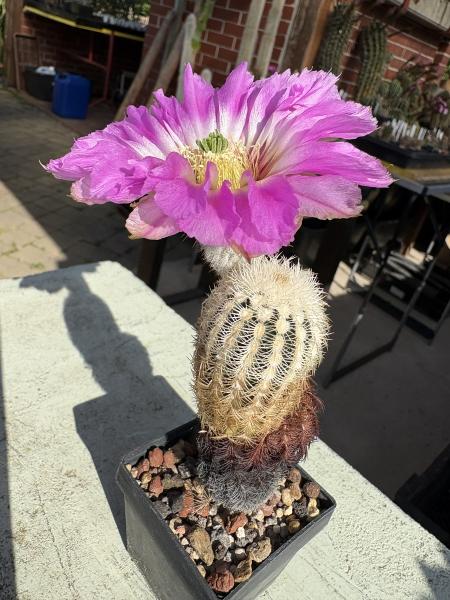 Echinocereus reichenbachii ssp caespitosus